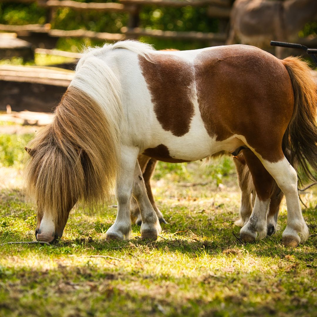 PONI NA KRAJ SVETA PONI NA KRAJ SVETA