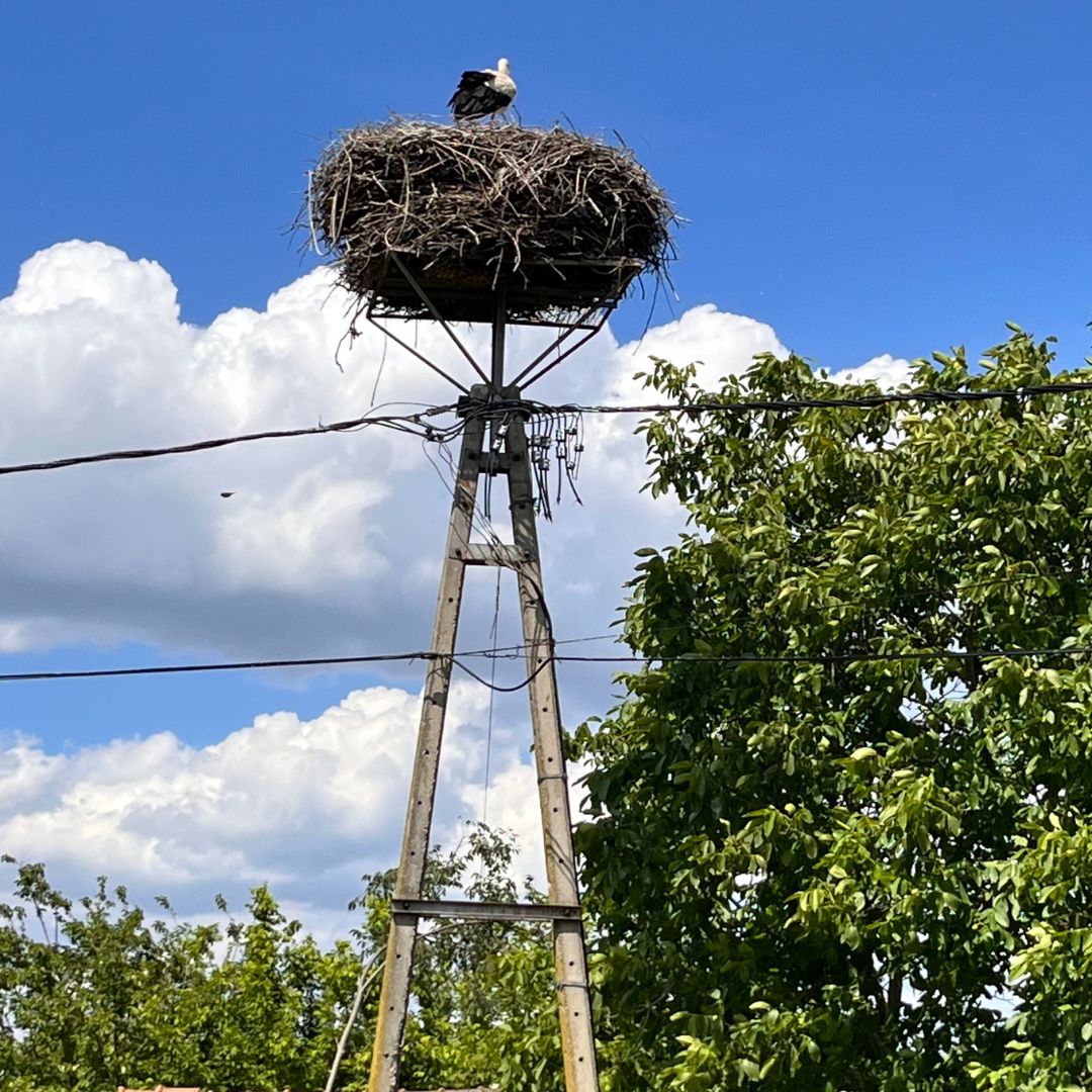 roda kovilj roda kovilj